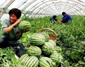 娱乐坊1吃瓜一线,吃瓜一线,揭秘娱乐圈最新热点事件