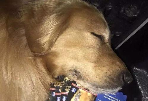 金毛市长娱乐吃瓜酱,揭秘娱乐圈幕后故事